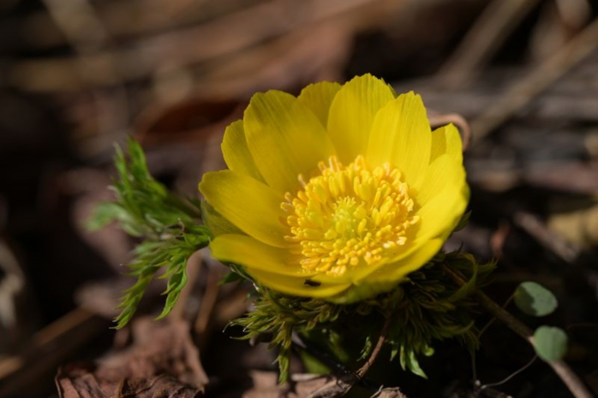 한라산 세복수초 자생지에서 지난 12일 꽃 핀 세복수초 / 산림청 국립산림과학원 제공