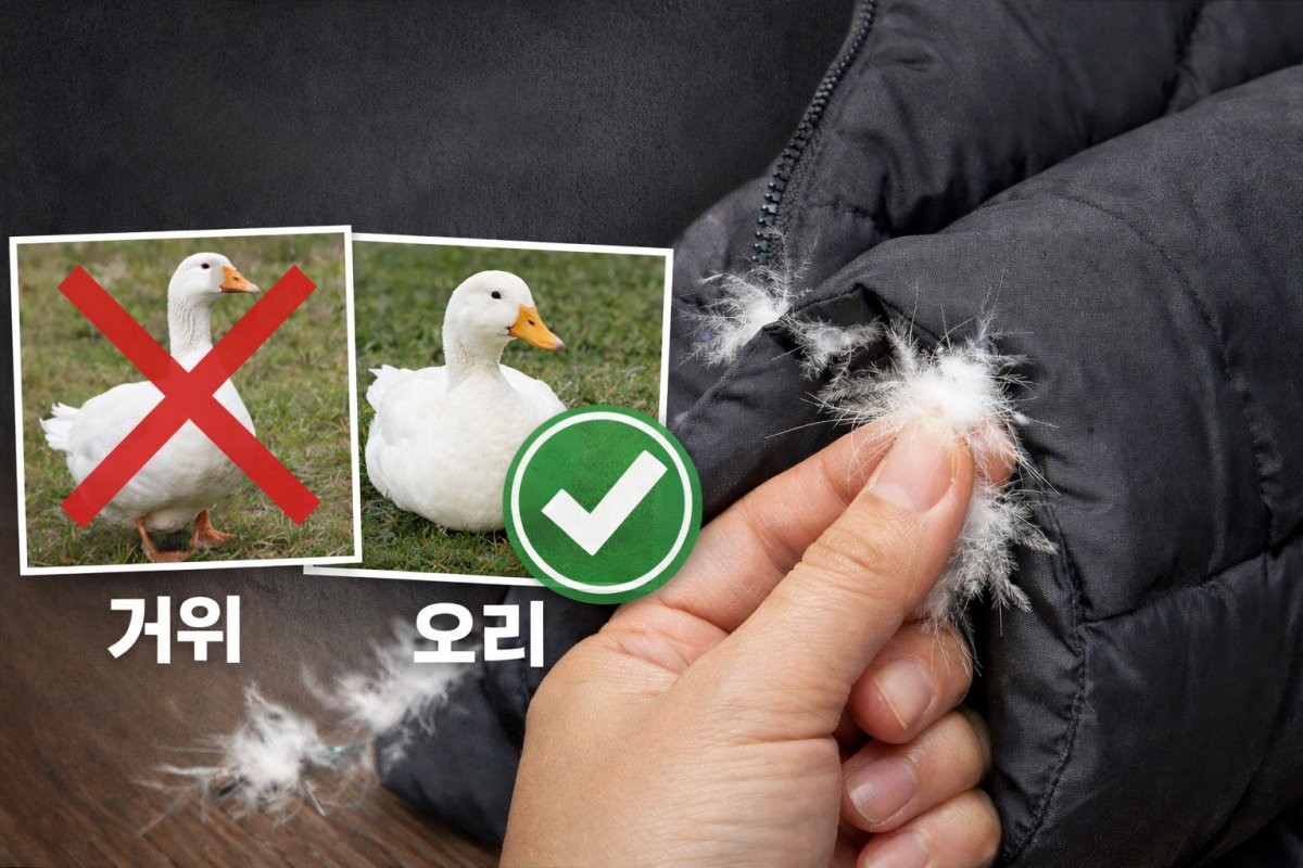 거위털인 줄 알았는데 오리털...기사 내용을 바탕으로 한 AI 자료 이미지