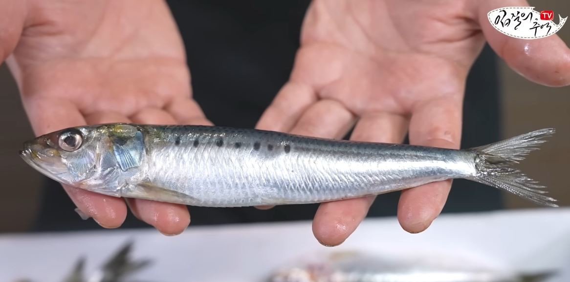 유튜브 '입질의추억TV jiminTV'