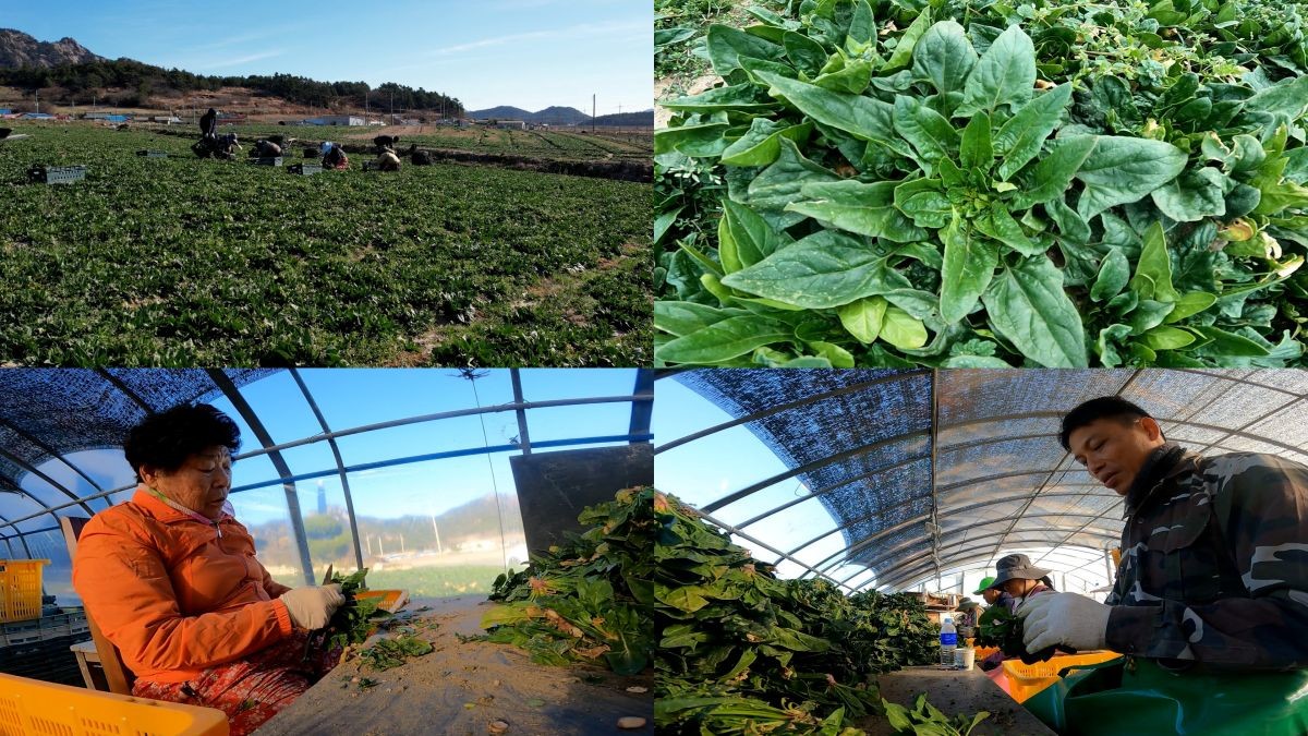 EBS1 '극한직업' 미리보기 페이지에서 제공하는 '혹한의 겨울 맛'편 자료 사진 / EBS 제공