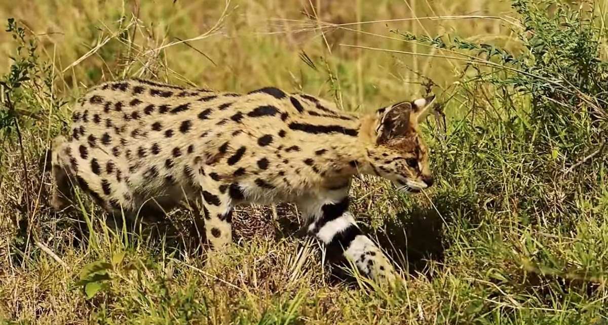 유튜브 채널 'Familiarity With Animals'