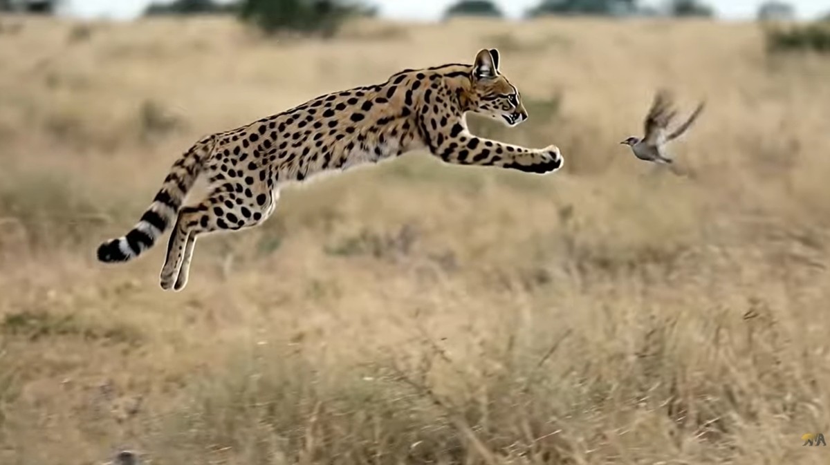 훌쩍 뛰어올라 새를 사냥하는 서벌. / 유튜브 채널 'Familiarity With Animals'