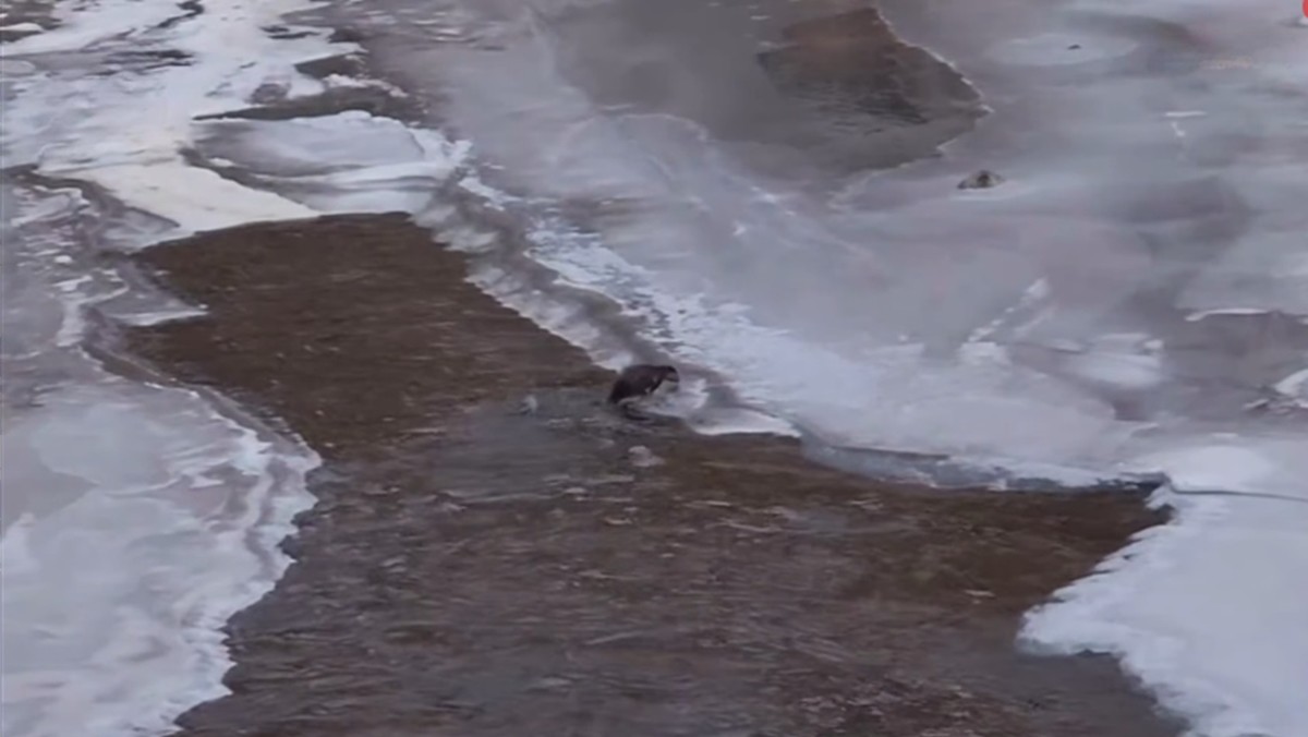 경북 봉화군의 한 하천에서 발견된 멸종위기종 수달 / 유튜브 'KBS News'