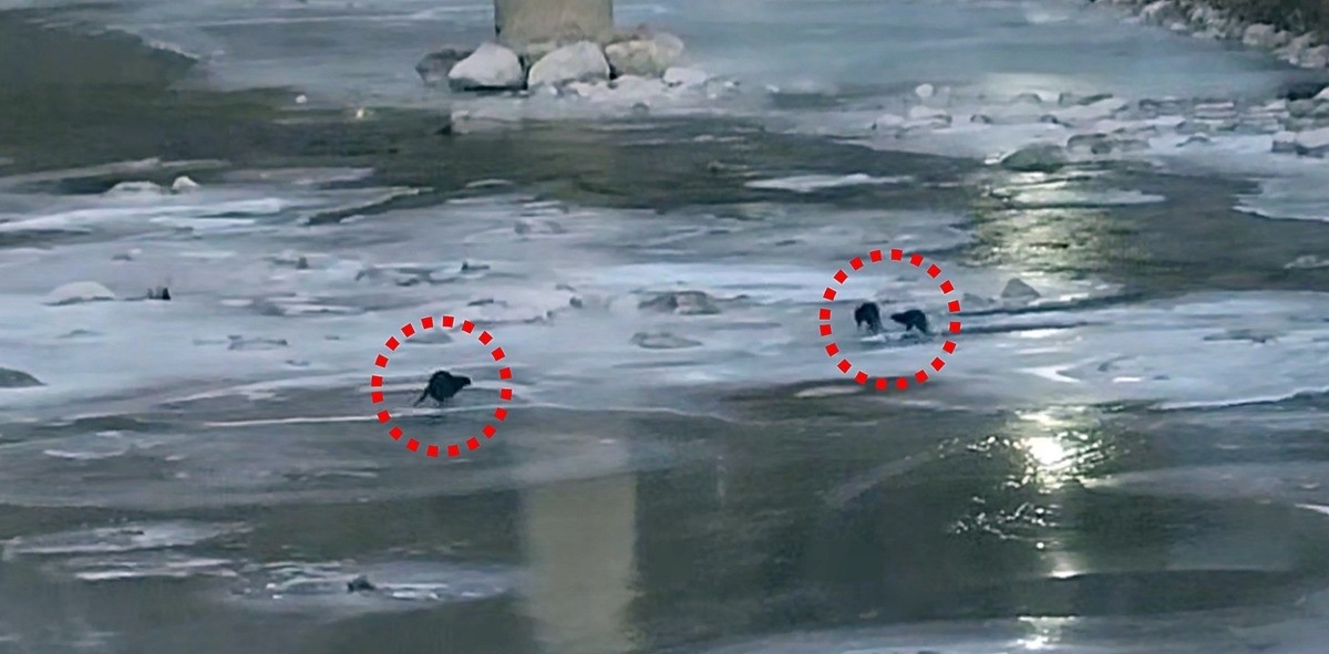 경북 봉화 제련소 인근 하천에서 발견된 수달 3마리 / 석포제련소 제공