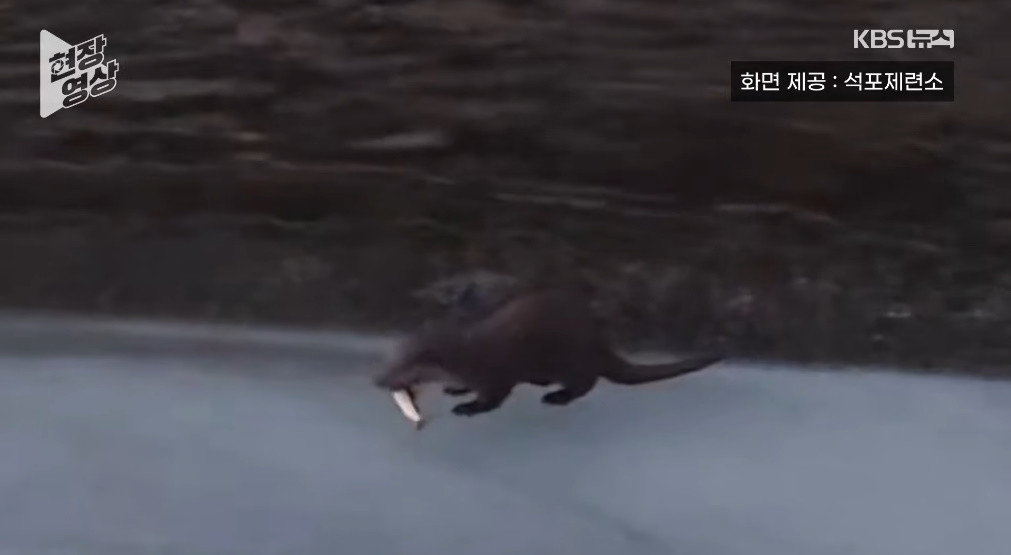 먹이 활동 중인 수달 / 유튜브 'KBS News'