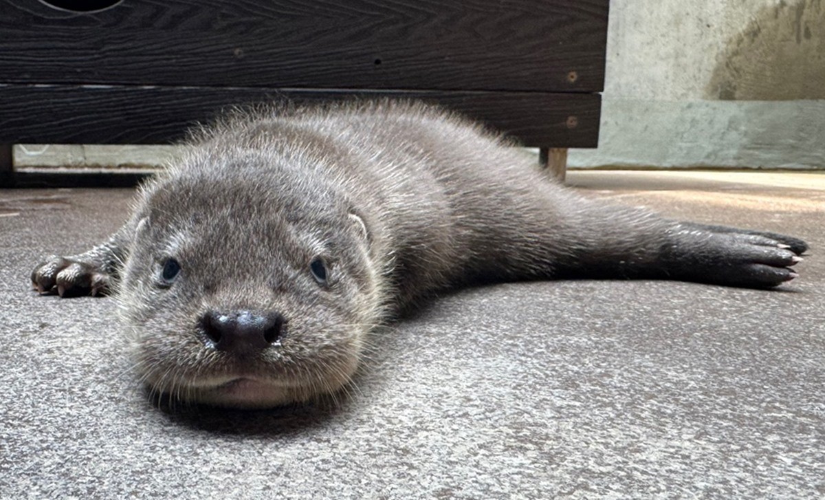 수달 자료 사진 / 뉴스1