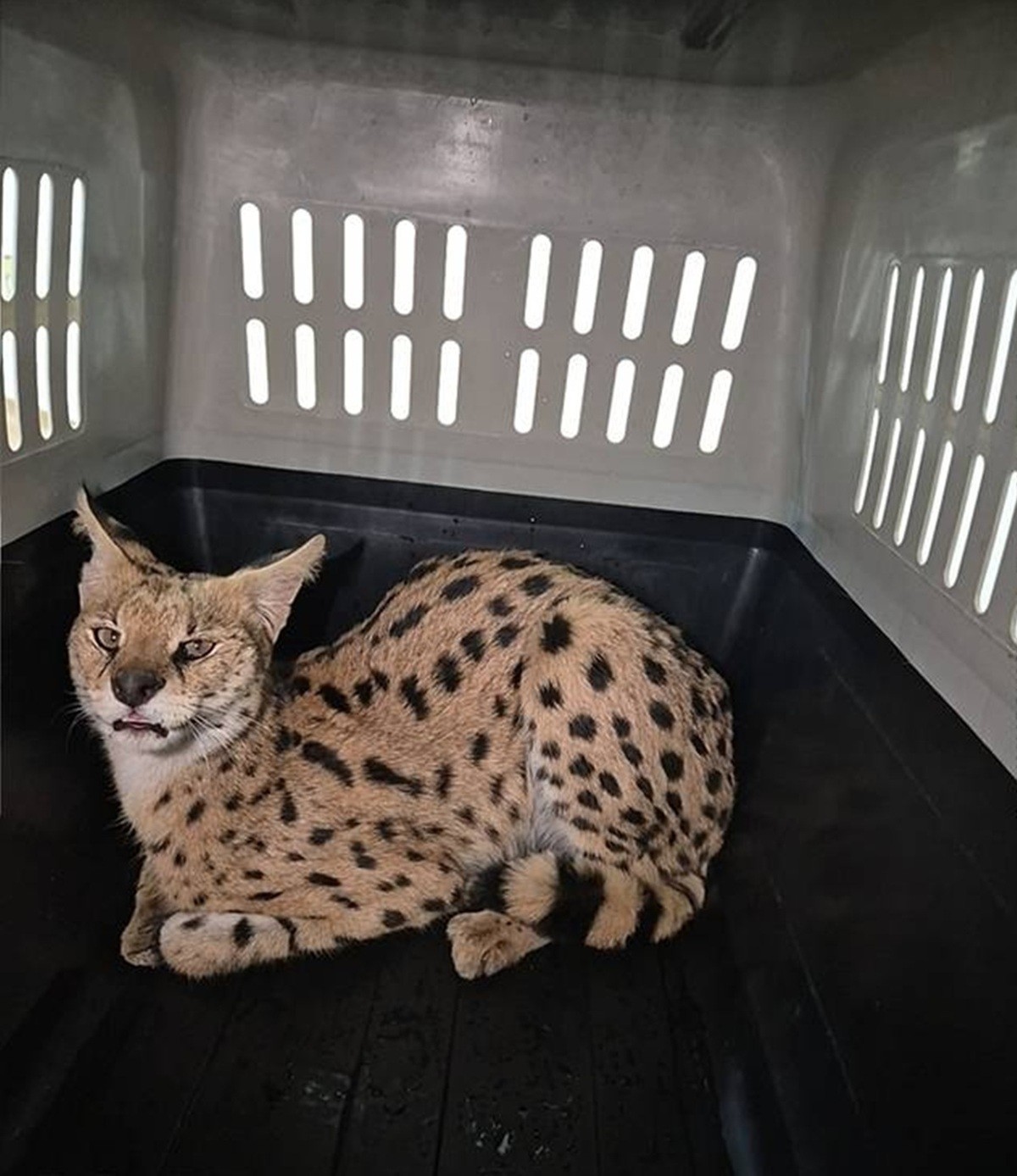 민간 전문포획팀에 의해 포획돼 케이지에 갇힌 '서벌' 추정 동물. / 윤기현 경산시의원