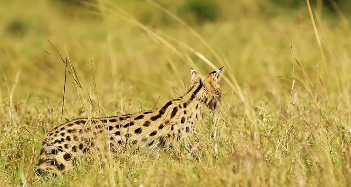 서벌 자료 사진. / 유튜브 채널 'Familiarity With Animals'