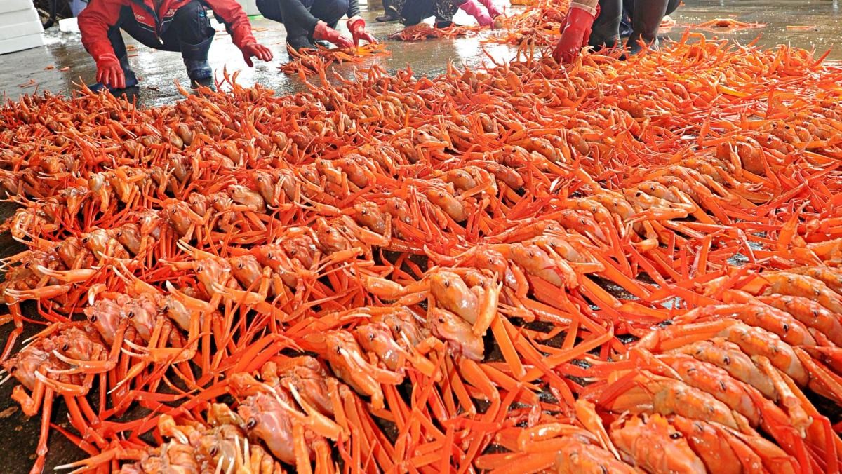 위판을 기다리고 있는 홍게들. / 뉴스1