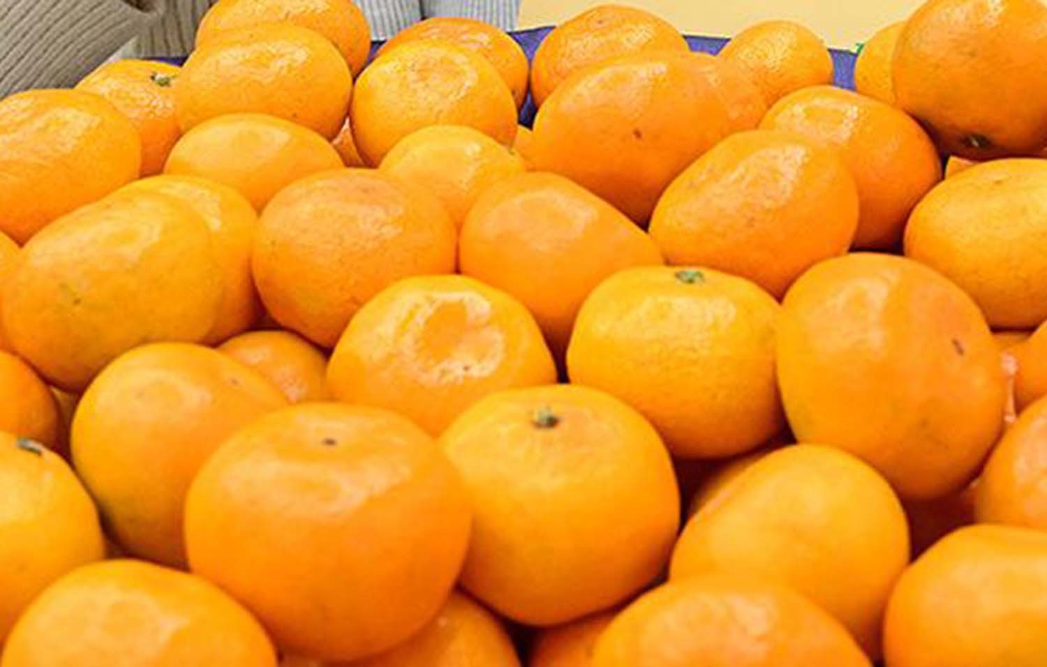 타이벡 감귤 / 뉴스1 자료사진