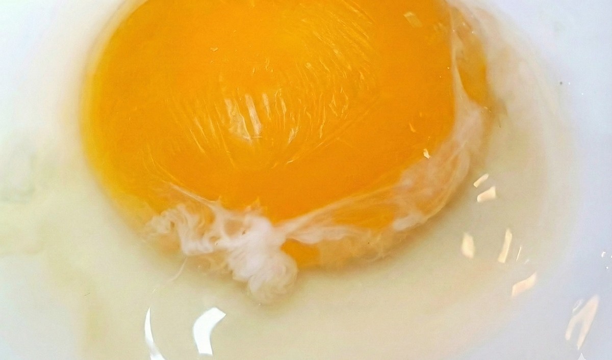 계란 알끈 모습. 기사 이해를 돕기 위해 AI를 활용해 제작한 자료 사진입니다. 실제 모습과 다소 차이가 있을 수 있습니다.