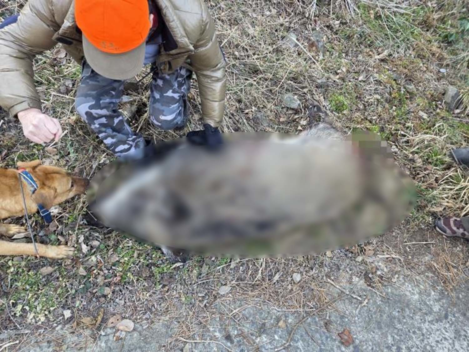 소청도서 사살한 멧돼지. / 인천시 옹진군 제공