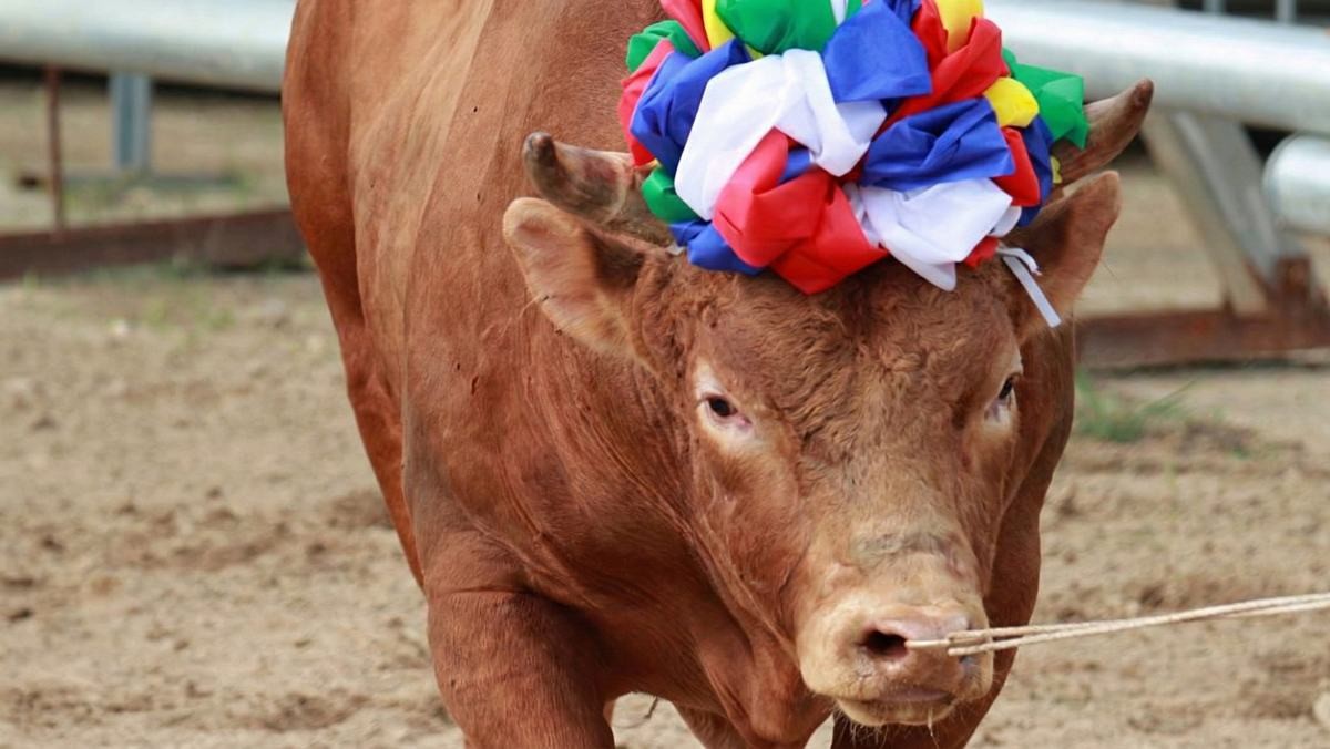 보은대추축제 장면. 자료사진. / 보은군 제공