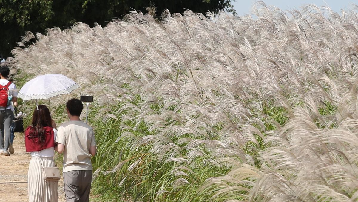 하늘공원. / 뉴스1