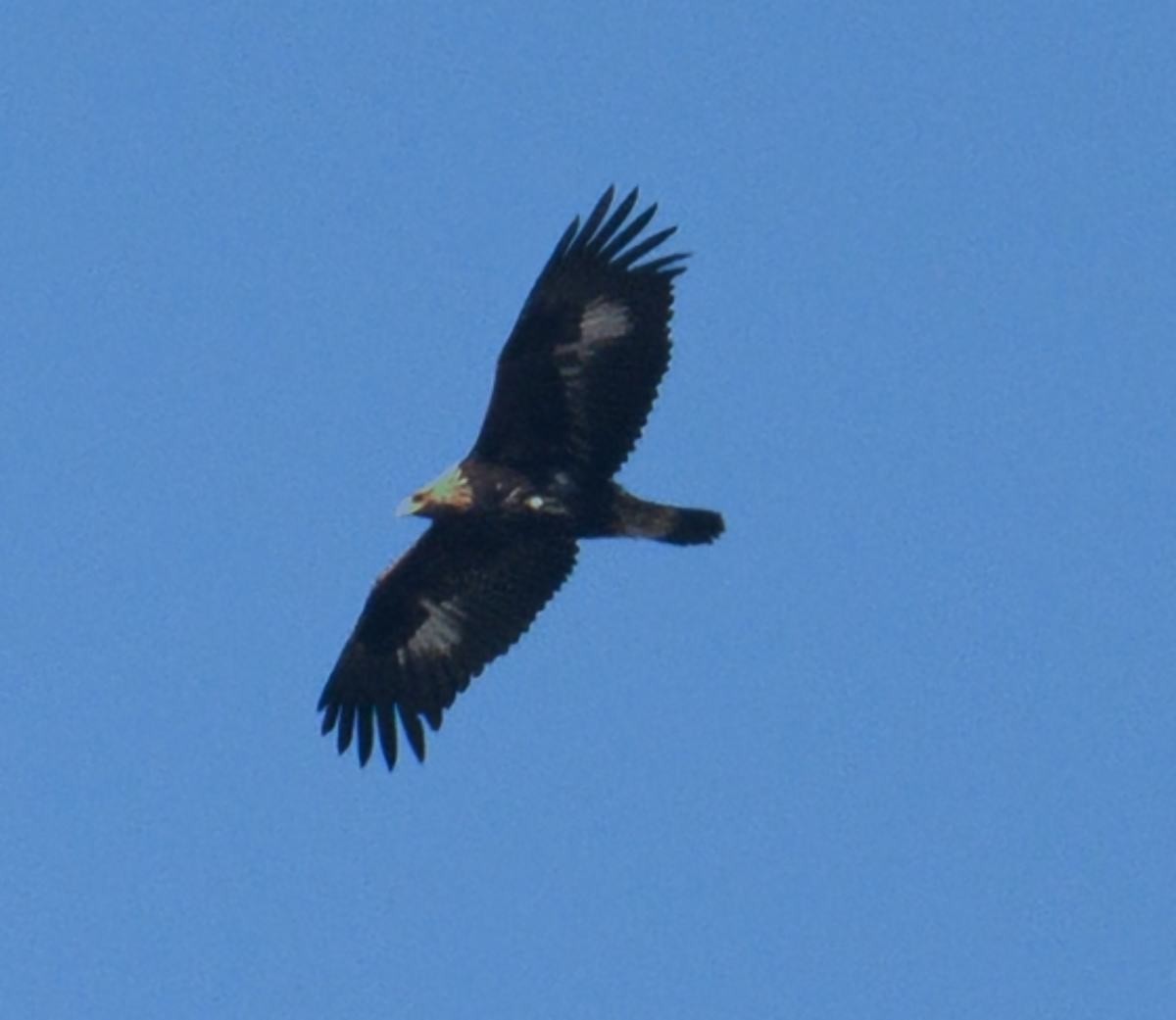 울산에서 발견된 검독수리.  / 울산시 제공