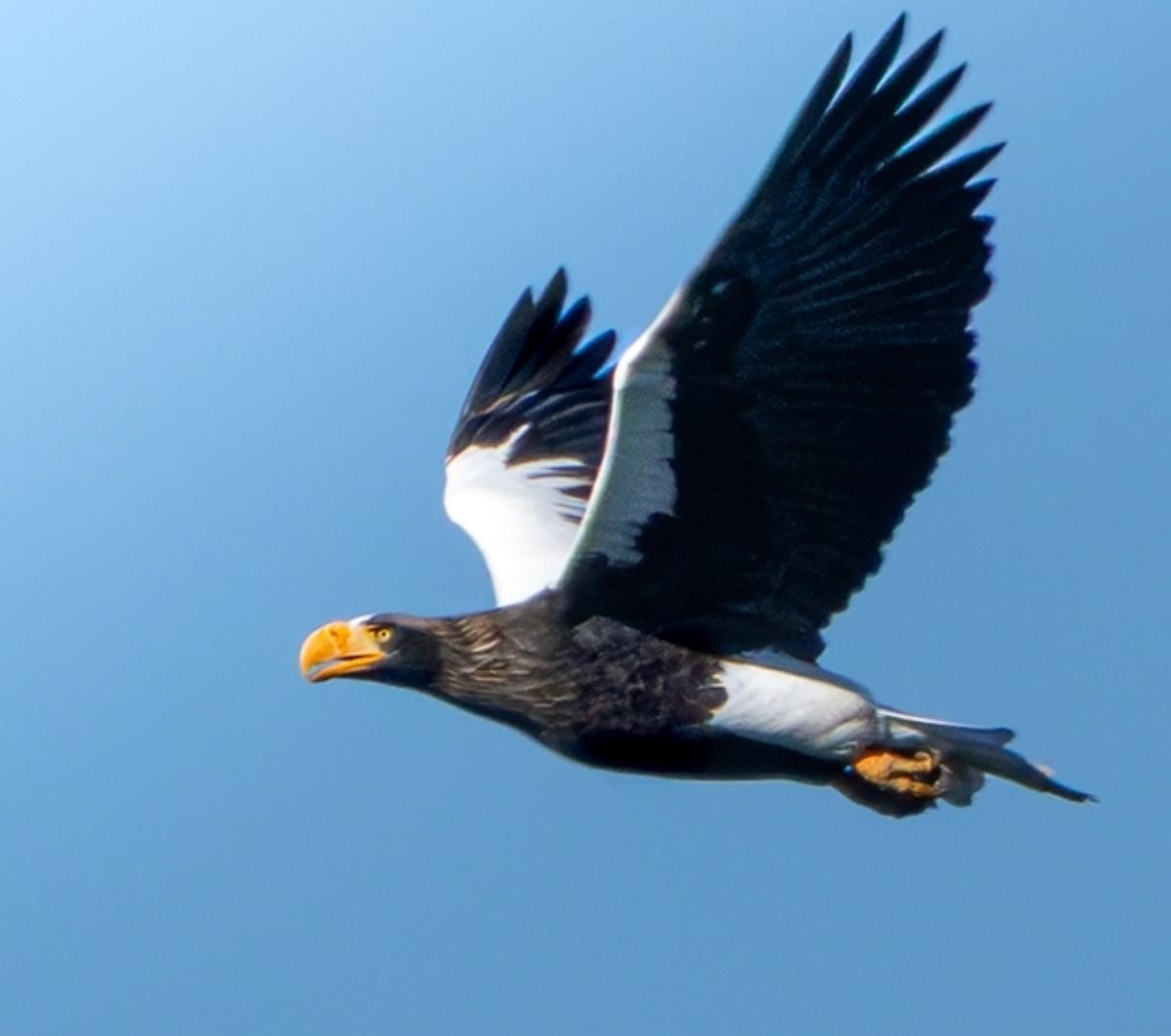 울산에서 발견된 참수리.  / 울산시 제공