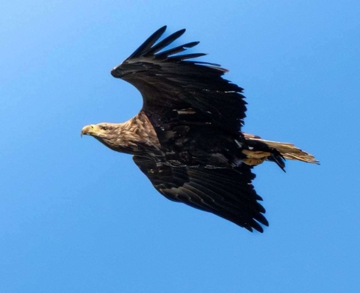 울산에서 발견된 흰꼬리수리.    / 울산시 제공