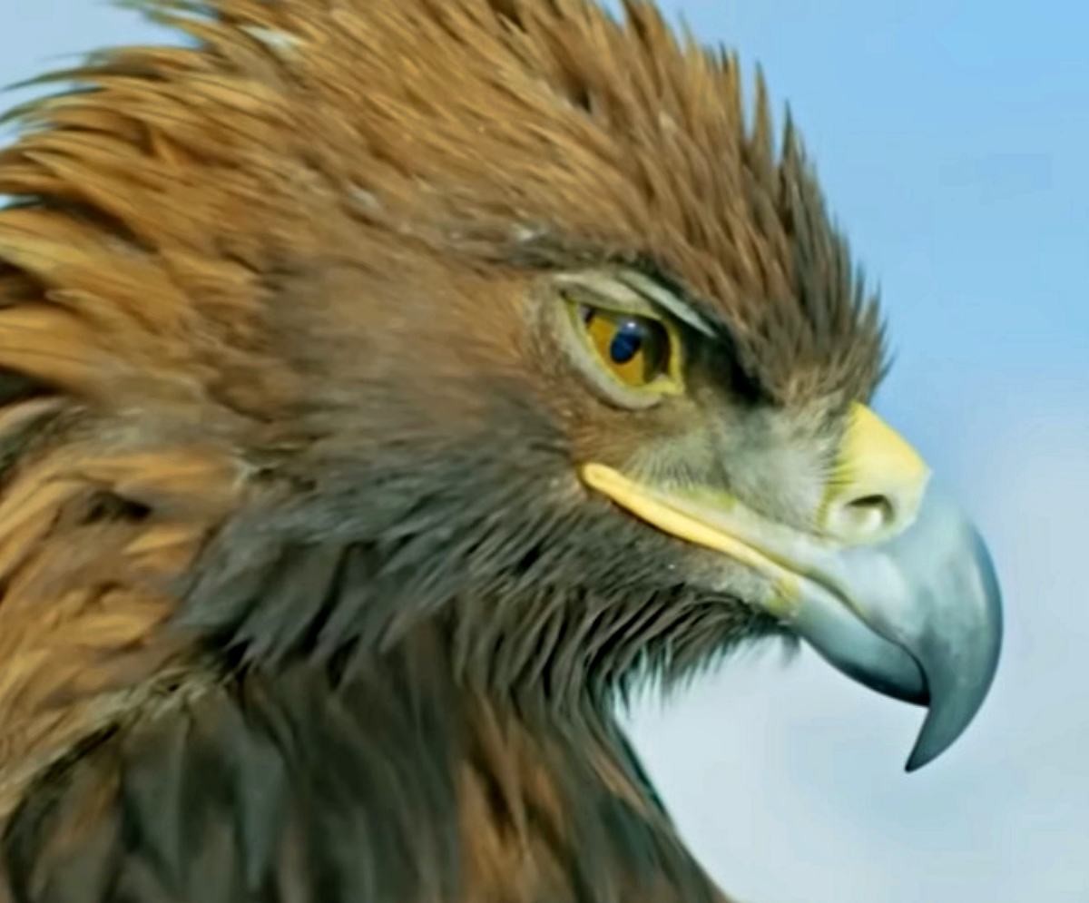 검독수리 생김새. / 유튜브 '내셔널지오그래픽 - National Geographic Korea'