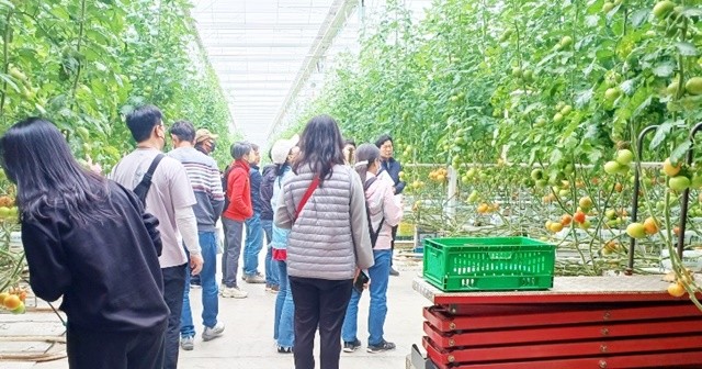 시설토마토 현장교육
