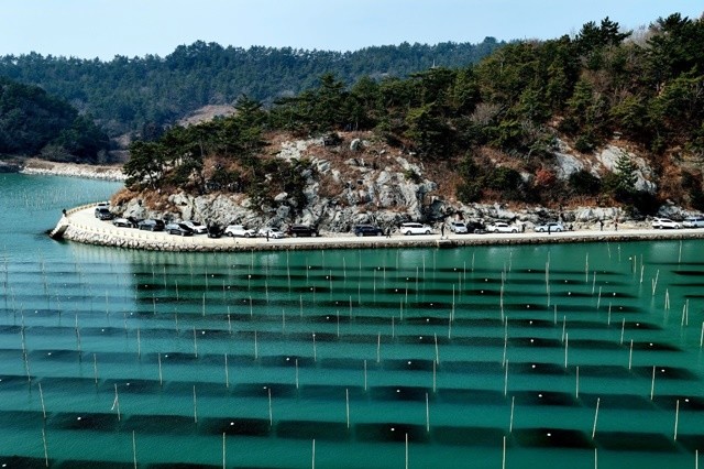 대덕 웅암마을 매생이 양식장