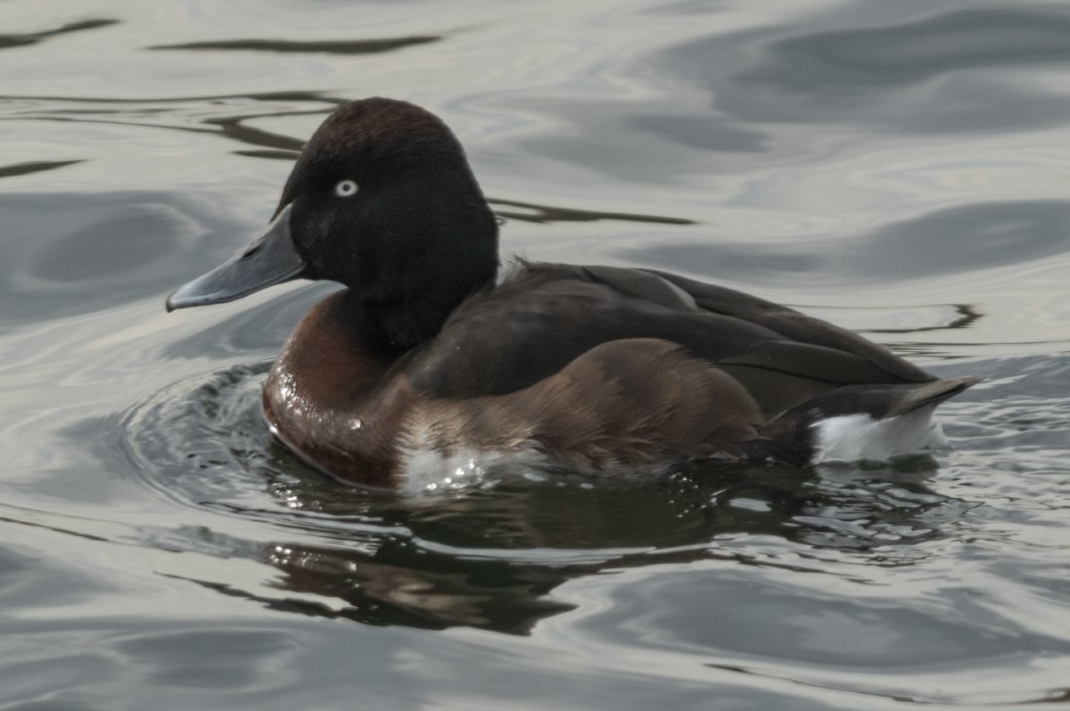 붉은가슴흰죽지 모습. / 한국야생조류보호협회 제공