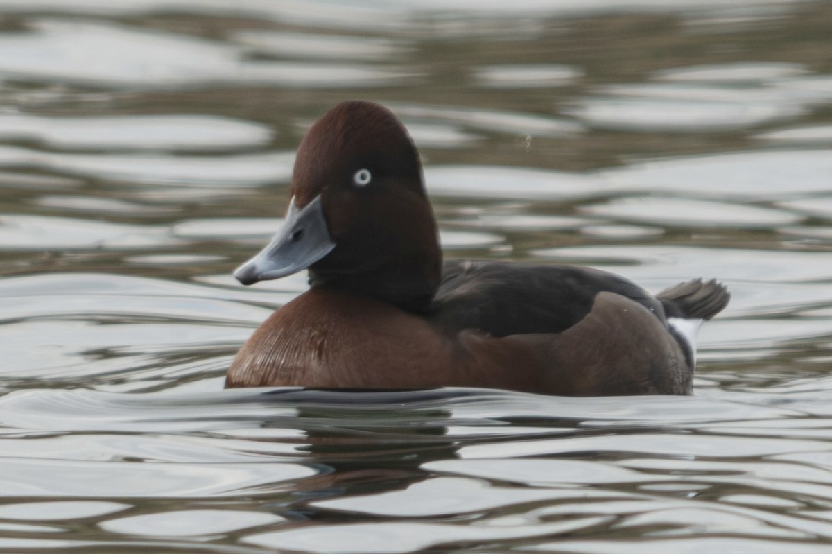 적갈색흰죽지의 모습. / 한국야생조류보호협회 제공