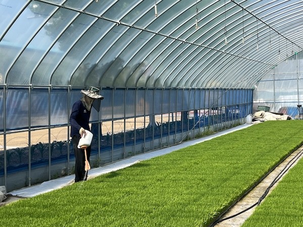 벼 육묘상자 처리제 / 임실군