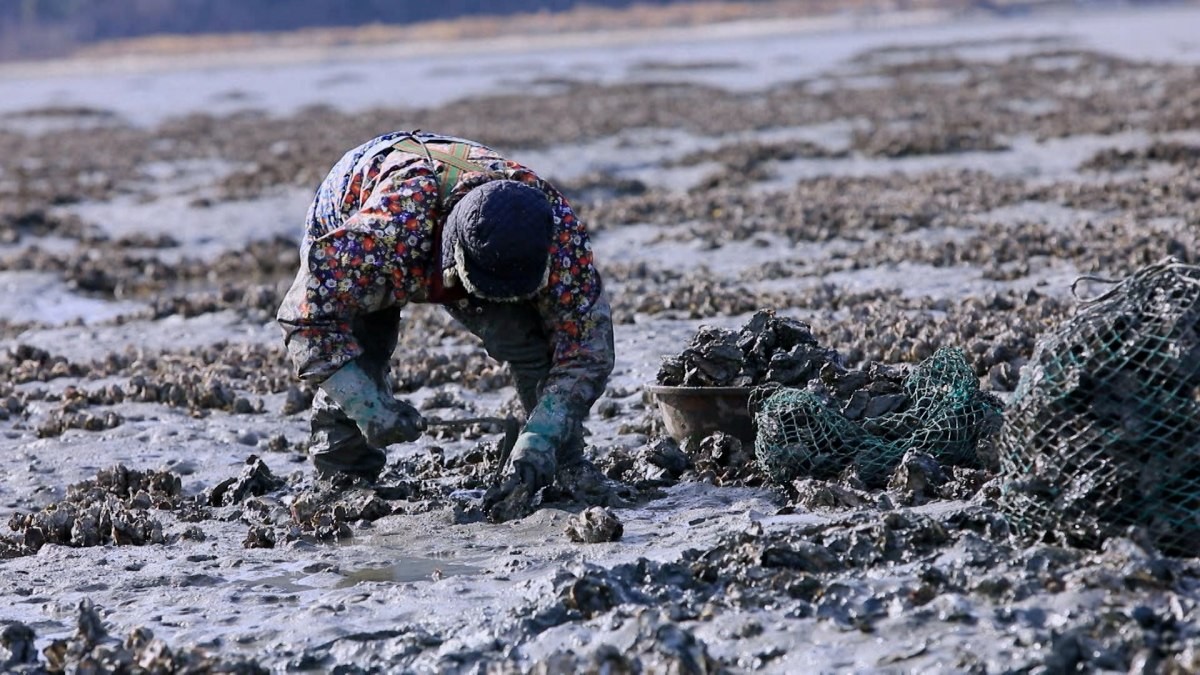 EBS1 '한국기행' 미리보기 페이지에서 제공하는 '남포마을 석화대첩' 편 자료 사진. / EBS1 제공