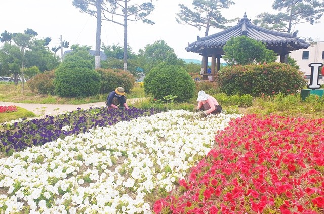 보성군은 오는 1월 30일까지 상반기 직접 일자리사업 참여자를 모집한다고 밝혔다
