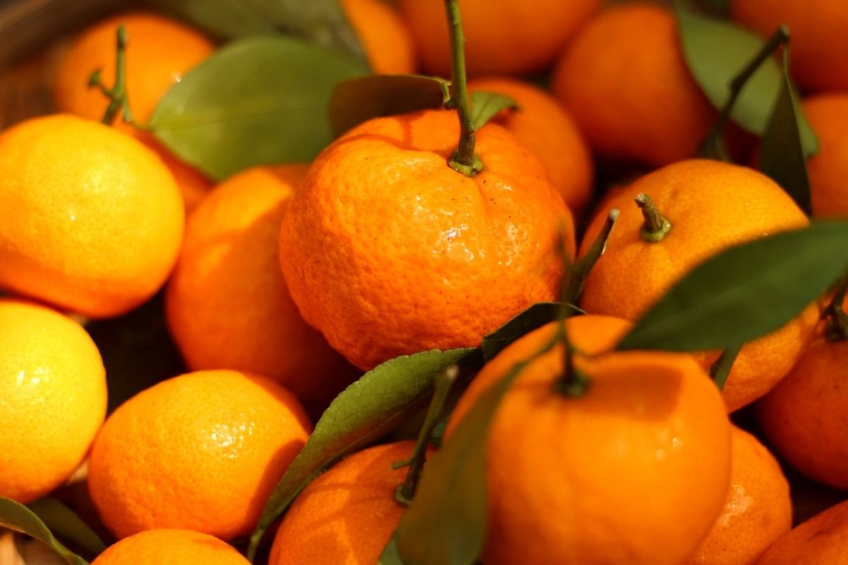 귤 자료사진 / Ariyanti_Sutrisno-shutterstock.com