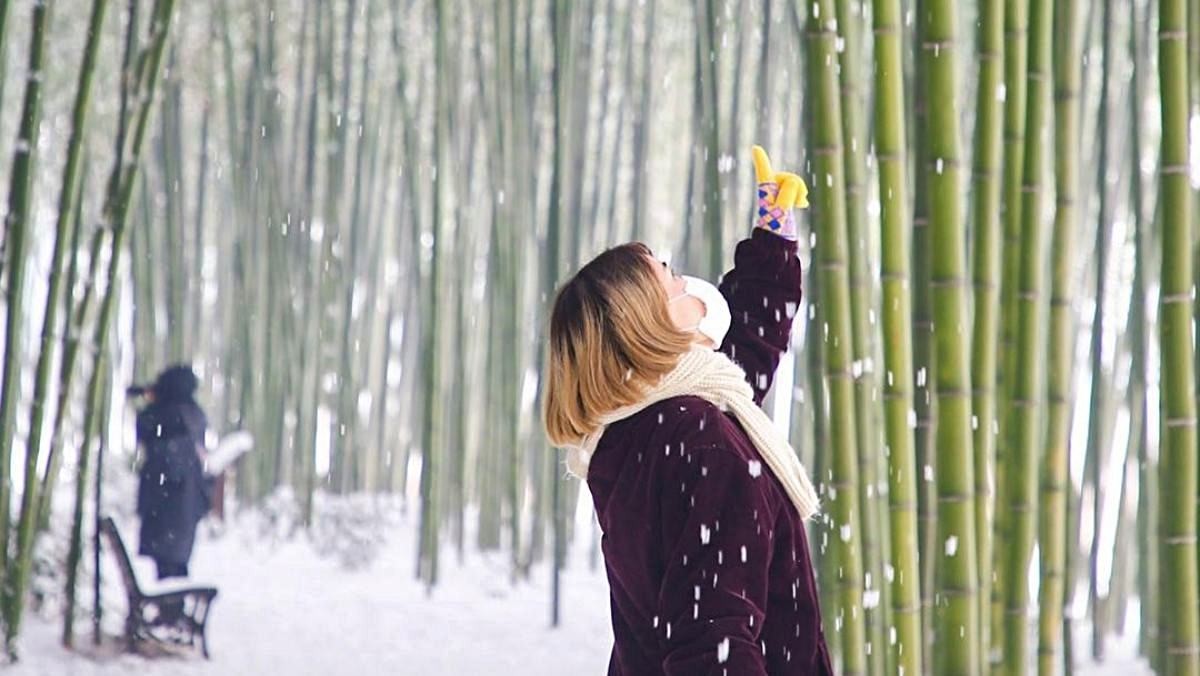 구례 겨울 명소 '섬진강대나무숲길'. / 구례군청 제공