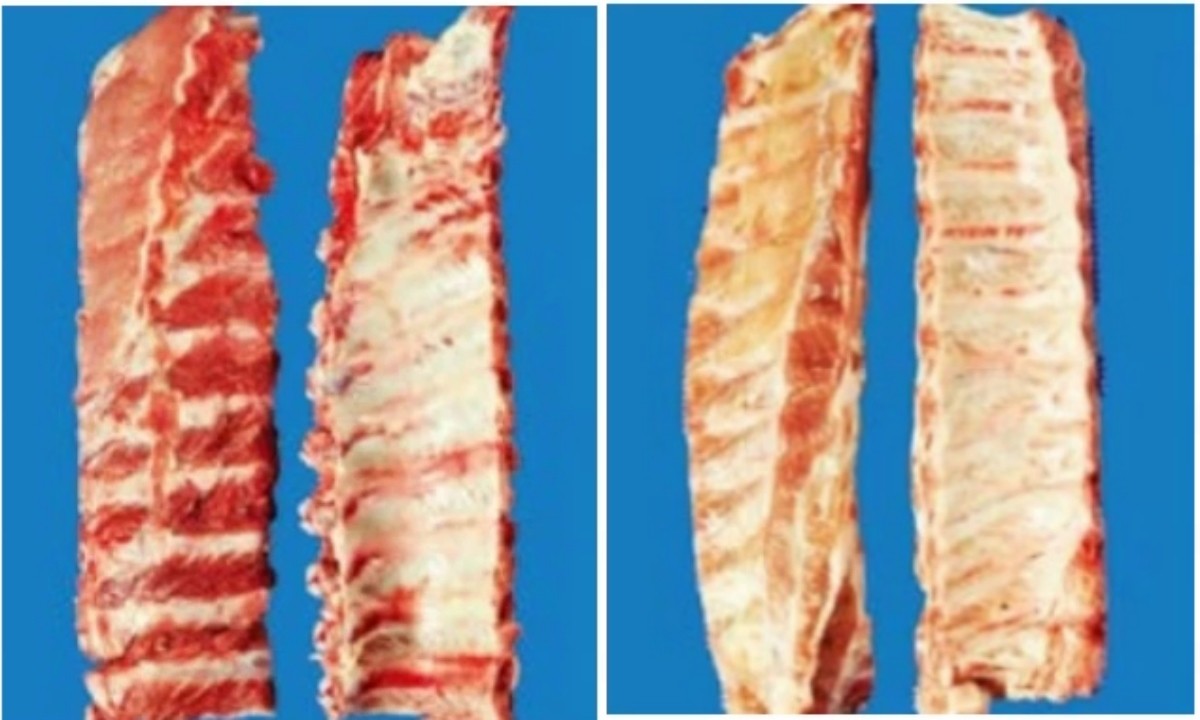 돼지고기 등갈비. 국산(왼쪽), 스페인산(오른쪽) / 국립농산물품질관리원 제공