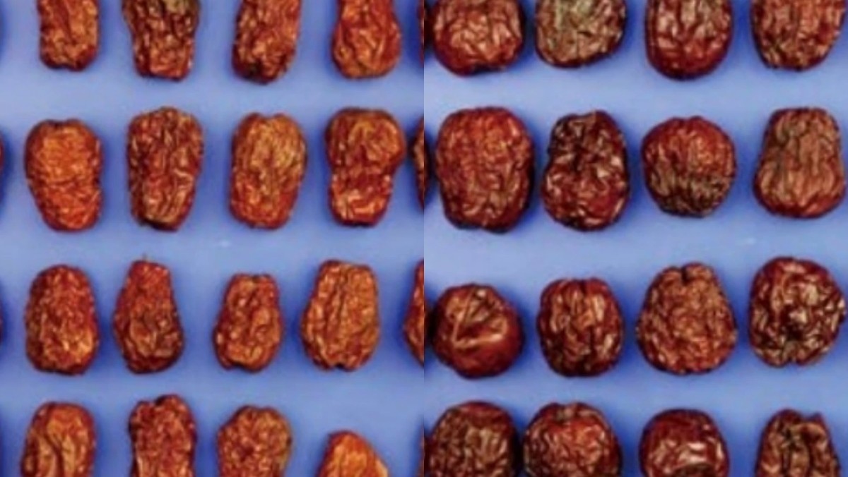 대추. 국산(왼쪽), 중국산(오른쪽) / 국립농산물품질관리원 제공