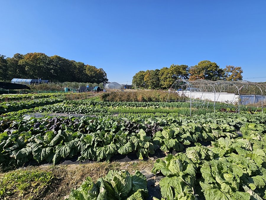 계양구 밭작물 재배지 전경