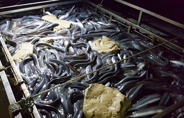 양식어가(민물장어)