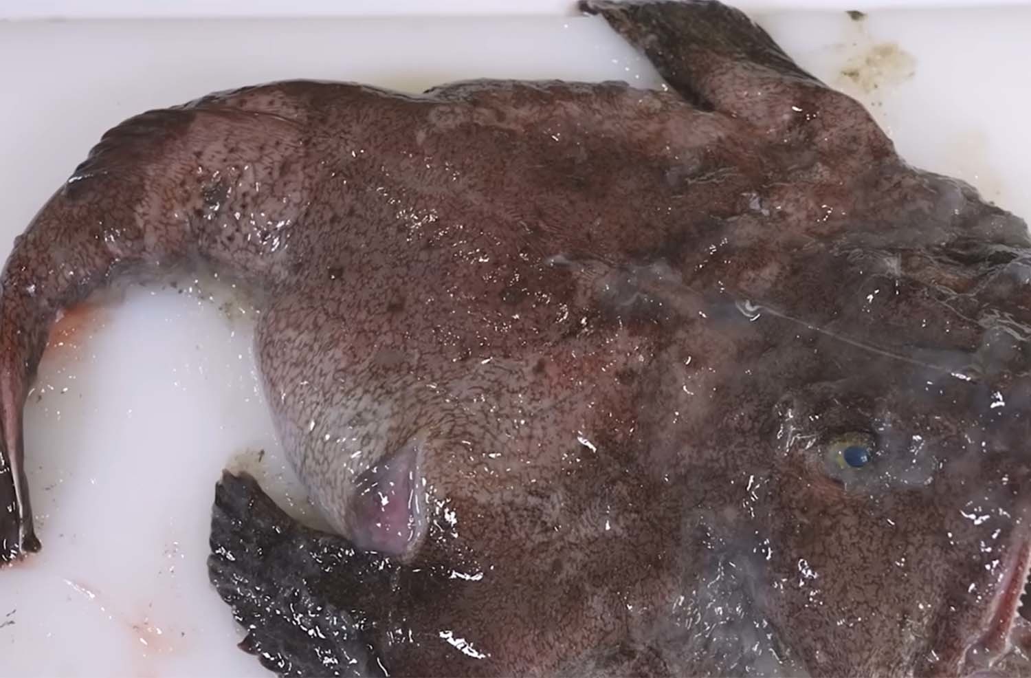 아귀 / '입질의추억TV'