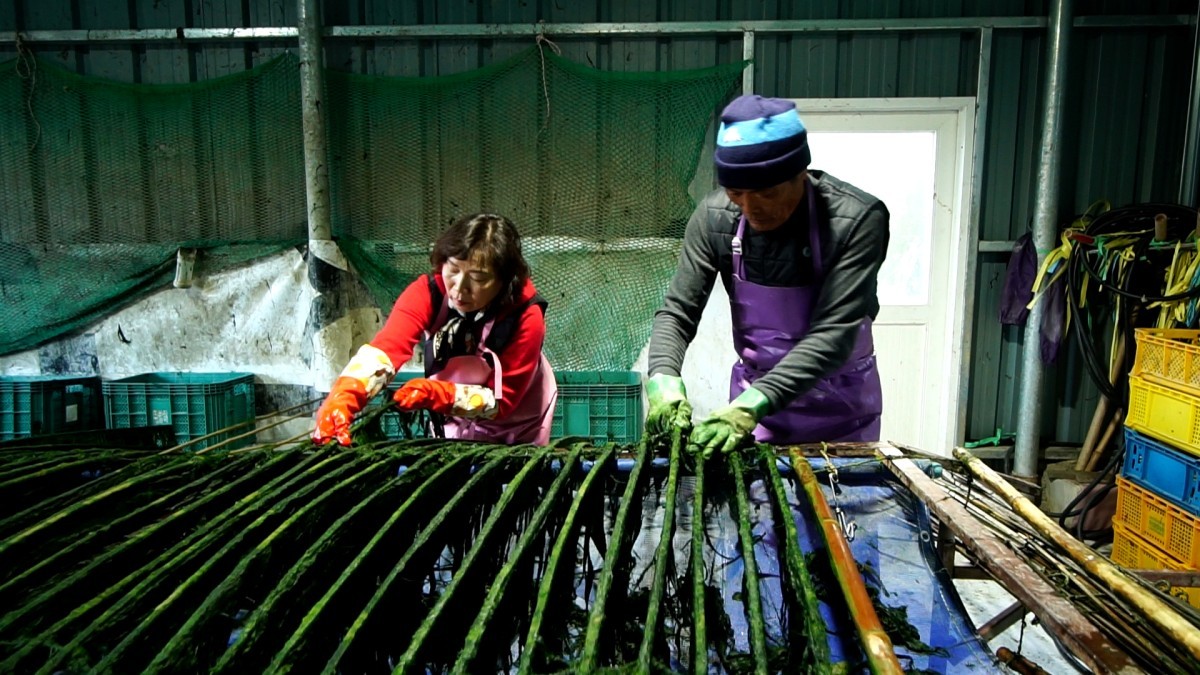 EBS1 '한국기행' 미리보기 페이지에서 제공하는 '올라온다! 햇매생이' 편 자료 사진. / EBS1 제공