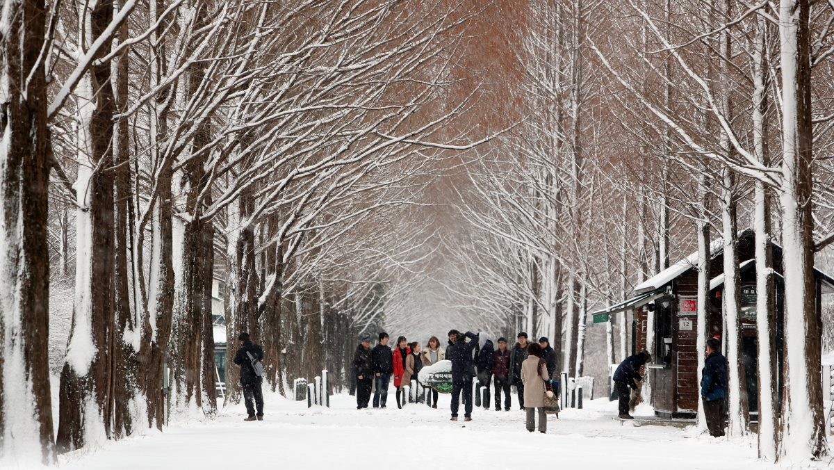 전남 담양군 메타세콰이어 숲을 찾은 관광객들이 설경을 배경으로 사진을 찍고 있다 / 뉴스1