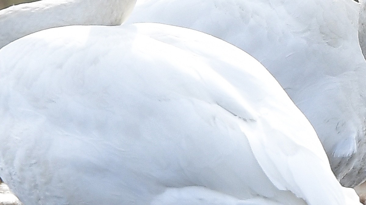 멸종위기 야생생물이자 천연기념물인 큰고니 몸 깃털을 확대한 사진 / 뉴스1