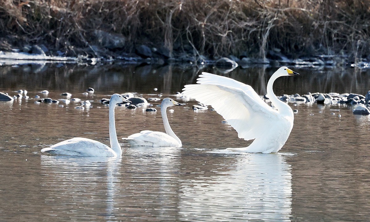충북 괴산군 이탄교 인근 달천강에서 큰고니 무리가 비상을 준비하고 있는 모습 / 충북 괴산군 제공