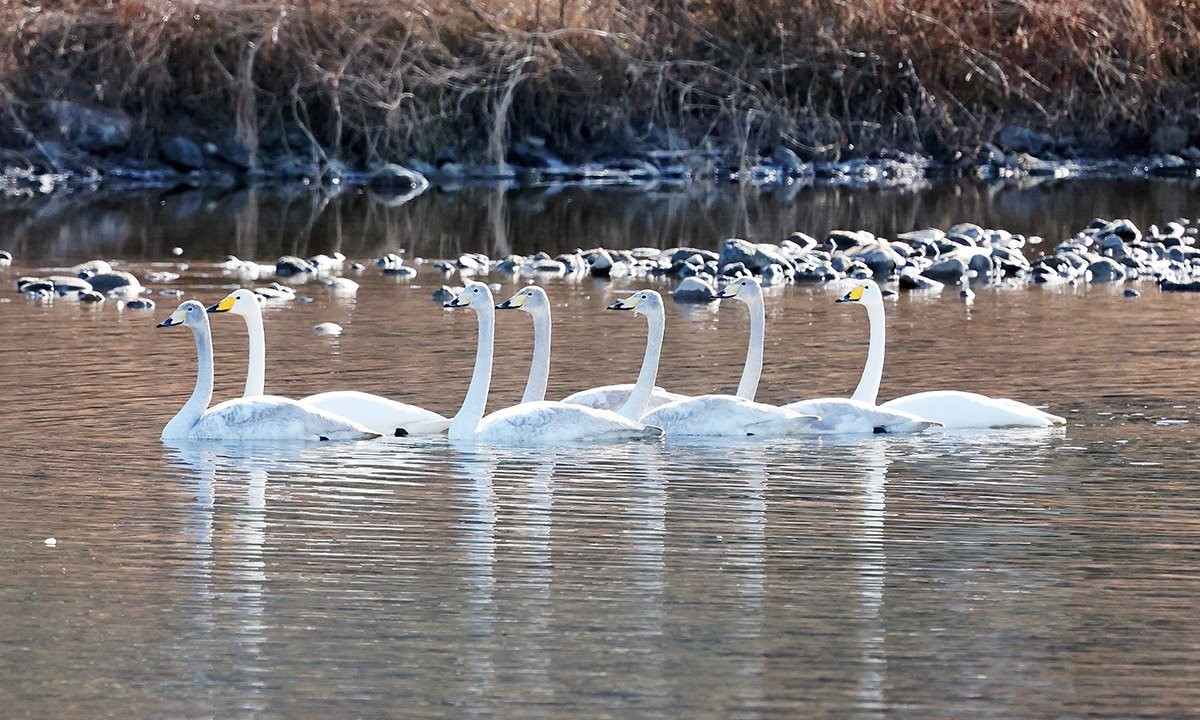 강 위를 여유롭게 헤엄치는 큰고니 가족 / 충북 괴산군 제공