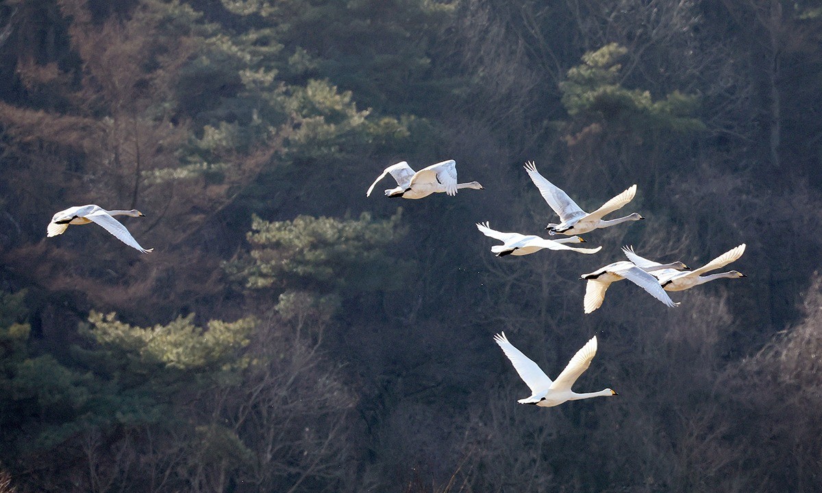 달천강 상공을 날고 있는 큰고니 무리 / 충북 괴산군 제공