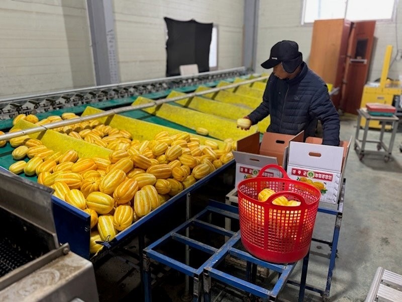 경북 성주군 선남면 명포1리 이승식 농가에서 참외를 선별하고 있는 모습 / 성주군 제공