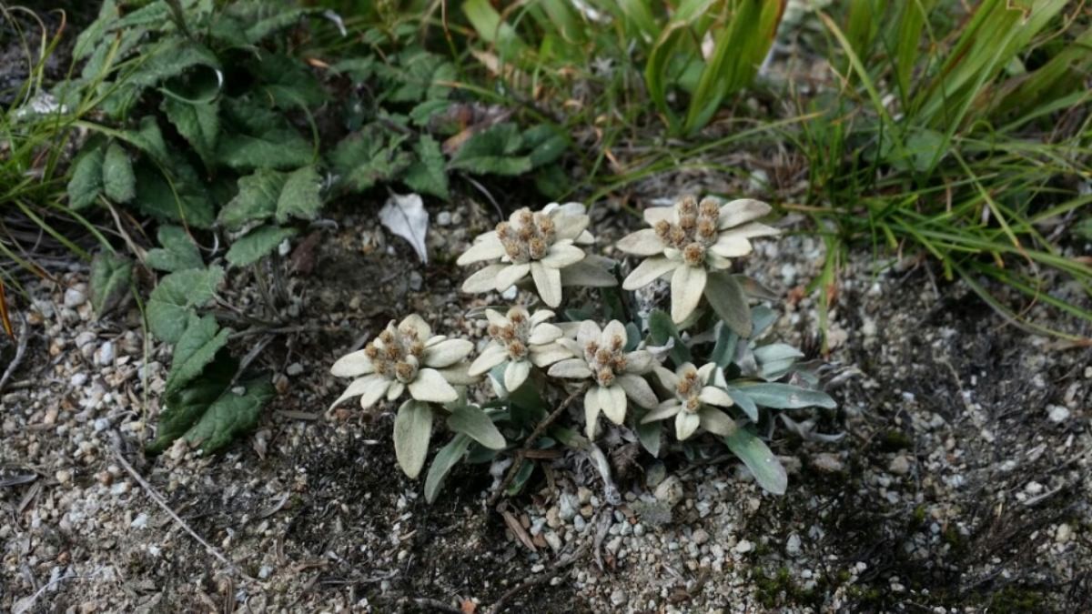 한라솜다리 자료사진. / 국립생물자원관 제공