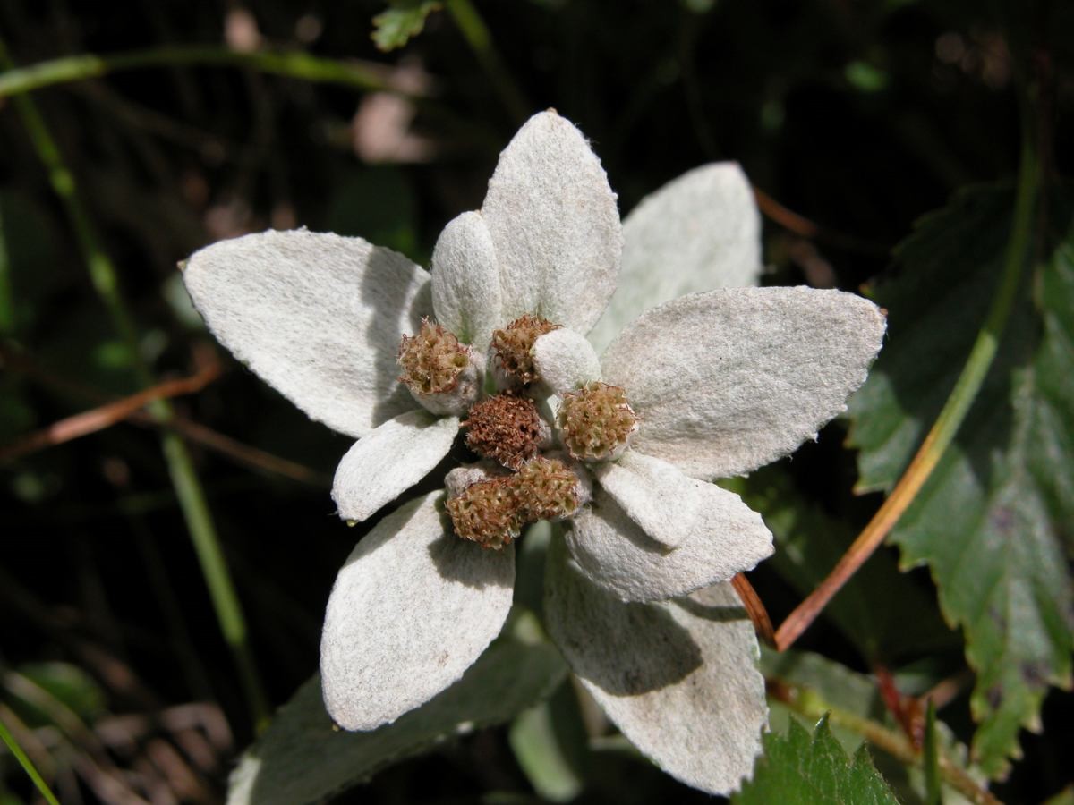 한라솜다리 자료사진. / 국립생물자원관 제공