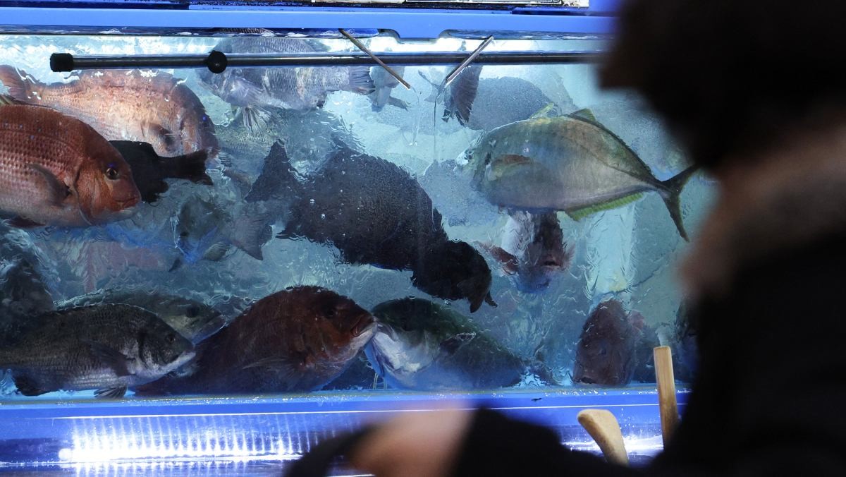 서울 노량진수산시장 모습. 다양한 수산물들이 헤엄치는 모습의 자료사진. (기사 내용과 직접적인 연관은 없음을 알립니다.) / 뉴스1