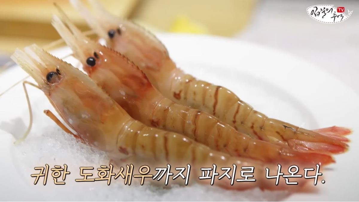 파지로 나온 '도화새우'. / 유튜브 '입질의추억TV jiminTV'