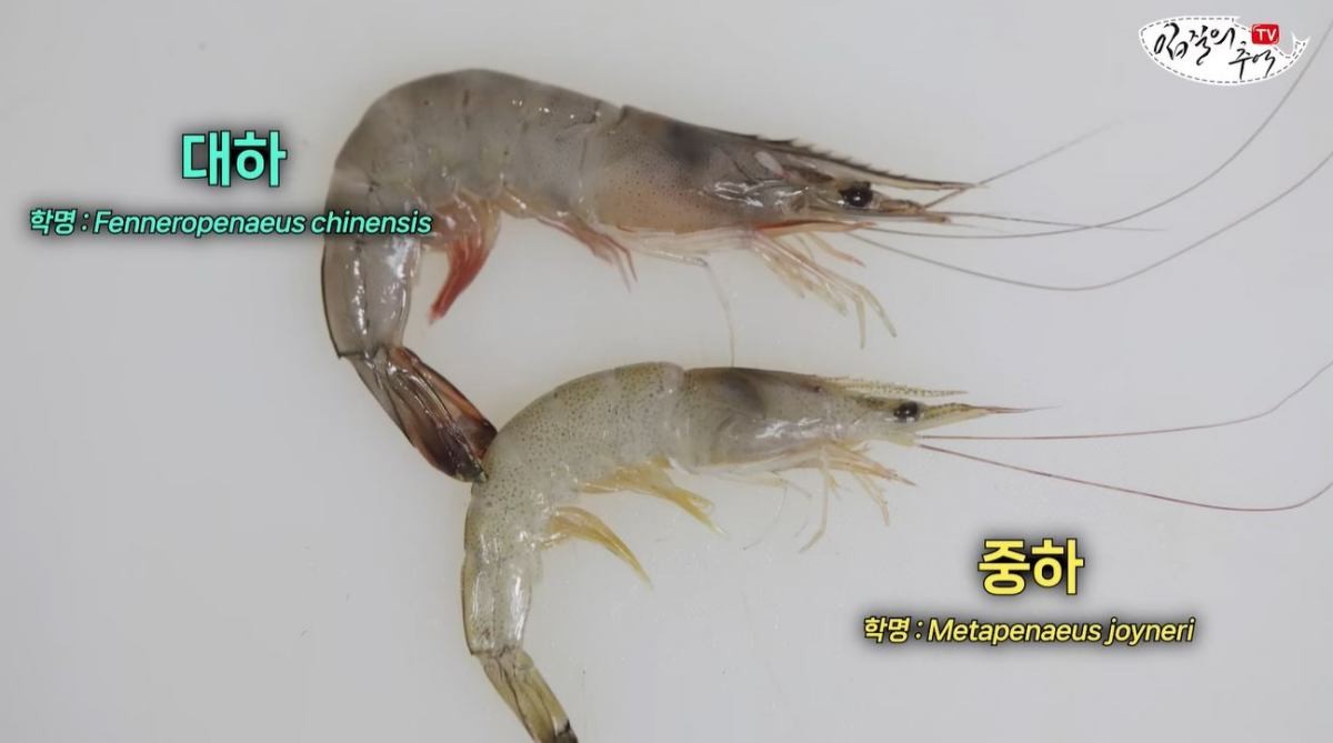 '대하'와 '중하' 비교 모습. / 유튜브 '입질의추억TV jiminTV'