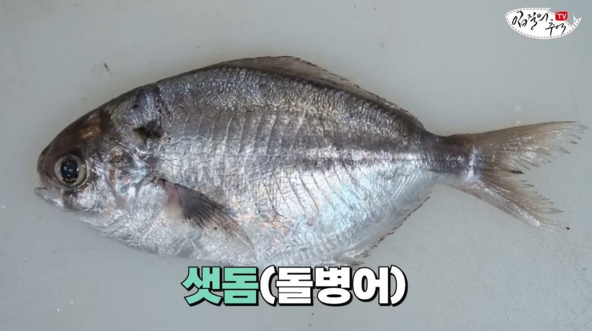 '샛돔'의 모습. / 유튜브 '입질의추억TV jiminTV'
