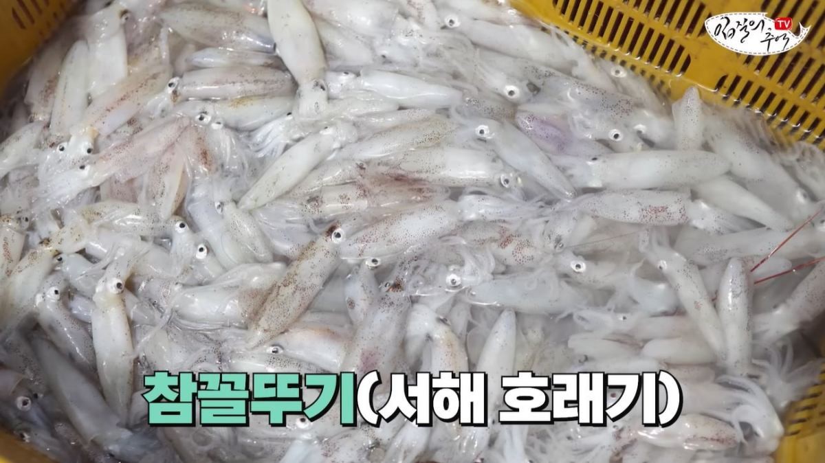 '참꼴뚜기'의 모습. / 유튜브 '입질의추억TV jiminTV'